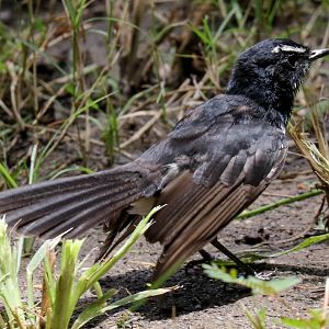 Willie Wagtail