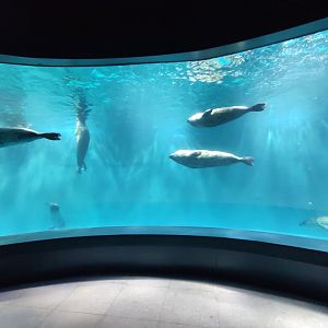 spotted seal (Phoca largha)