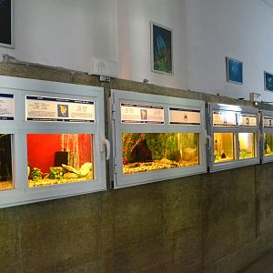Tropical fish aquariums