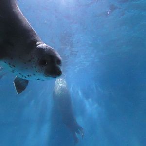 spotted seal (Phoca largha)