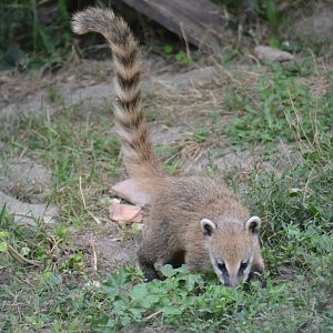 Coati