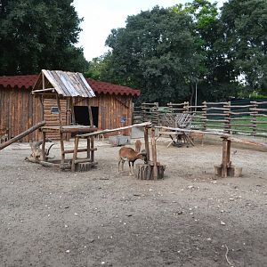European mouflon enclosure