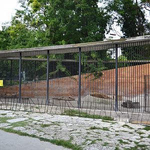 African lion enclosure