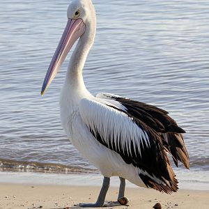 Australian Pelican