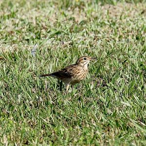 Australian Pipit