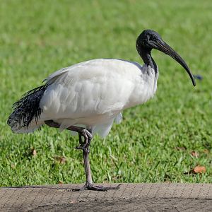 Australian White Ibis