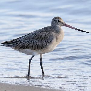 Bar-tailed Godwit