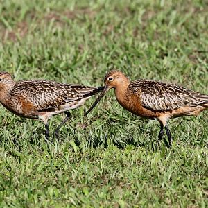 Bar-tailed Godwits