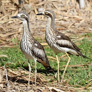 Bush Stone-curlews