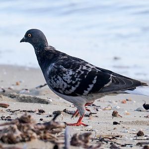 Feral Pigeon