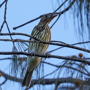Australasian Figbird female