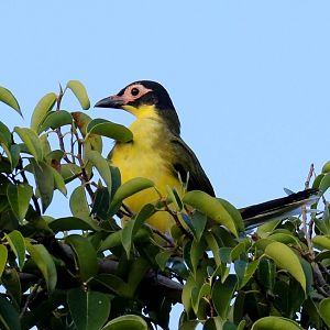 Australasian Figbird