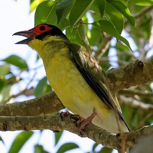 Australasian Figbird vocalising