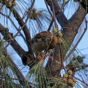 House Sparrow female