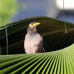 Indian Mynah