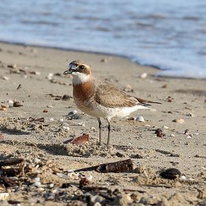 Lesser Sand Plover