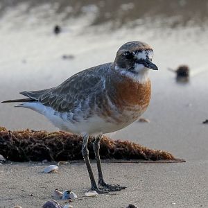 Lesser Sand Plover