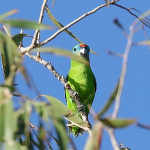 Macleay's Double-eyed Fig Parrot female