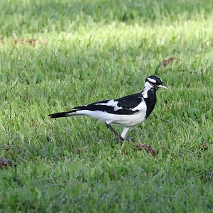 Magpie-lark male
