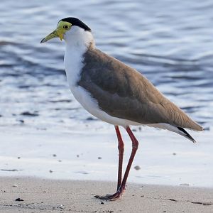 Masked Lapwing