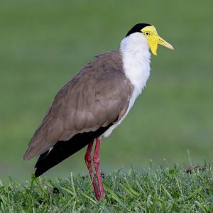 Masked Lapwing