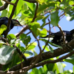 Metallic Starling immatures