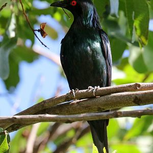 Metallic Starling