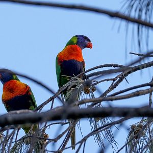Rainbow Lorikeets