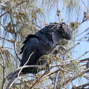 Red-tailed Black Cockatoo