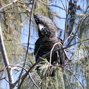 Red-tailed Black Cockatoo