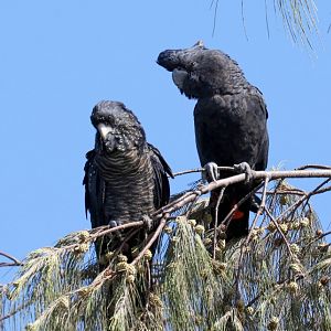 Red-tailed Black Cockatoos