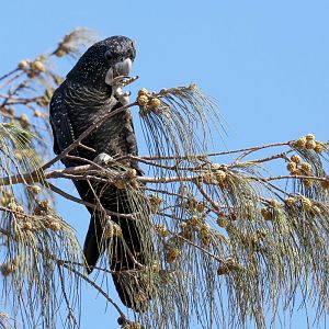 Red-tailed Black Cockatoo