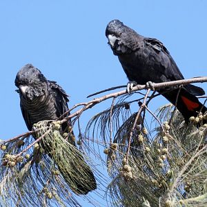 Red-tailed Black Cockatoos