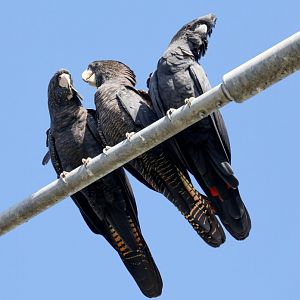 Red-tailed Black Cockatoos