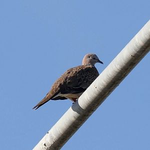 Spotted Dove