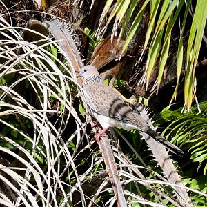 Spotted Dove