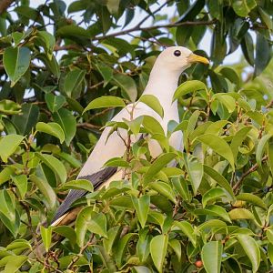 Torresian Imperial Pigeon