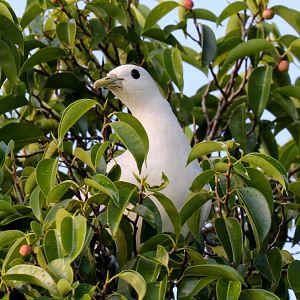 Torresian Imperial Pigeon
