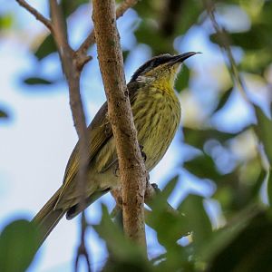 Varied Honeyeater
