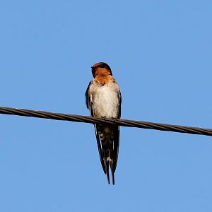 Welcome Swallow