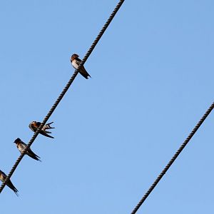 Welcome Swallows