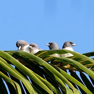 White-breasted Woodswallows
