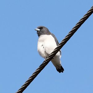 White-breasted Woodswallow
