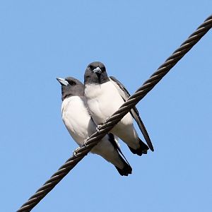 White-breasted Woodswallows