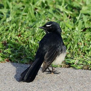 Willie Wagtail