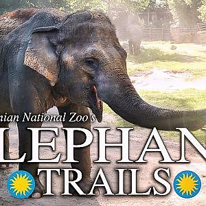 Zoo Tours | The Elephant Trails