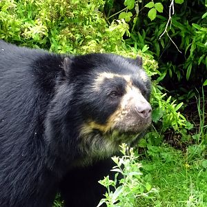 Andean Bear, July 2019