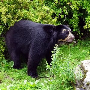 Andean Bear, July 2019