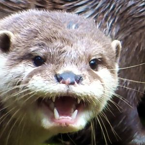 Asian Short-Clawed Otter, July 2019