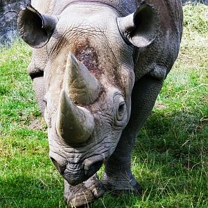 Eastern Black Rhinoceros, July 2019